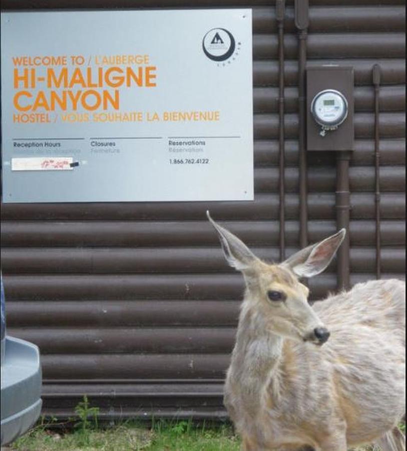 Hi Maligne Canyon - Hostel Jasper Extérieur photo